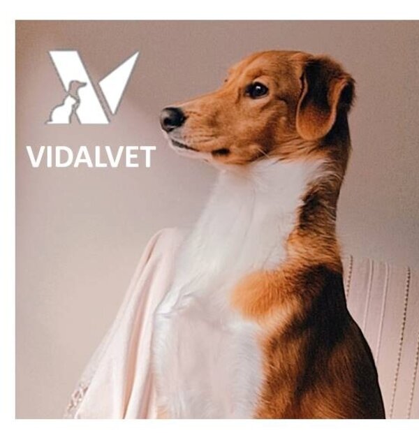 vidalvet