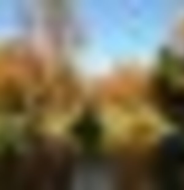 tiny_thumb_parques__1_