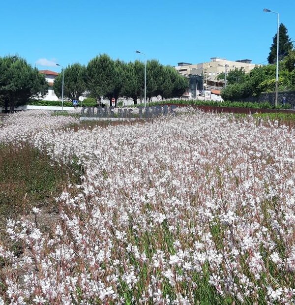 taipas_a_florir