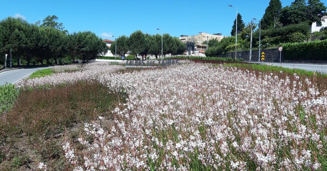 taipas_a_florir